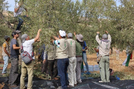 UAWC’s volunteers join Doma and Turmusaya’s citizens in their Olive Harvest Season